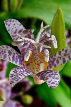 Miyazaki Toad Lily (Tricyrtus Hirta) - 1 Gallon Pot -Cheap US Topiary Plant Store tricyrtis hirta miyazaki toad lily 7
