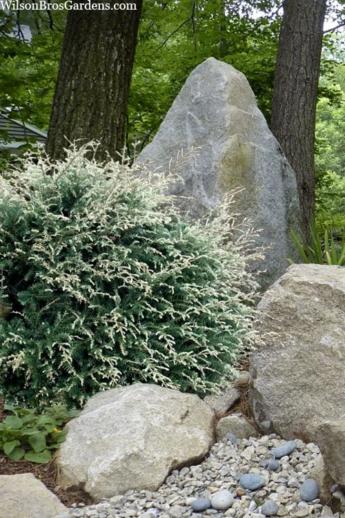 Gentsch White Frosted Dwarf Canadian Hemlock (Tsuga) - 1 Gallon Pot 1 Gentsch White Frosted Dwarf Canadian Hemlock (Tsuga) - 1 Gallon Pot