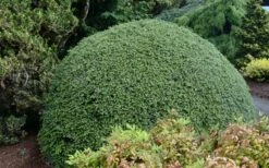 Gentsch White Frosted Dwarf Canadian Hemlock (Tsuga) - 1 Gallon Pot 6 Gentsch White Frosted Dwarf Canadian Hemlock (Tsuga) - 1 Gallon Pot -Cheap US Topiary Plant Store tsuga canadensis grentsch white canadian hemlock 20