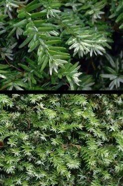 Gentsch White Frosted Dwarf Canadian Hemlock (Tsuga) - 1 Gallon Pot 7 Gentsch White Frosted Dwarf Canadian Hemlock (Tsuga) - 1 Gallon Pot -Cheap US Topiary Plant Store tsuga canadensis grentsch white canadian hemlock 21