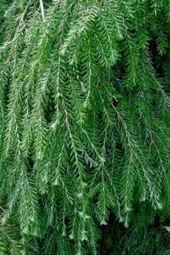 Weeping Canadian Hemlock (Tsuga Canadensis 'Pendula') - 1 Gallon Pot -Cheap US Topiary Plant Store tsuga canadensis pendula weeping canadian hemlock 1