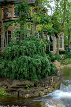 Weeping Canadian Hemlock (Tsuga Canadensis 'Pendula') - 1 Gallon Pot