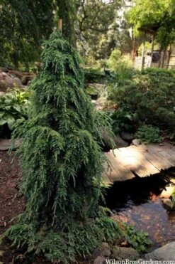 Weeping Canadian Hemlock (Tsuga Canadensis 'Pendula') - 1 Gallon Pot -Cheap US Topiary Plant Store tsuga canadensis pendula weeping canadian hemlock 5