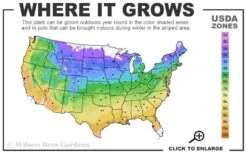 Sally Clematis - 1 Gallon Pot -Cheap US Topiary Plant Store usda zone map 22