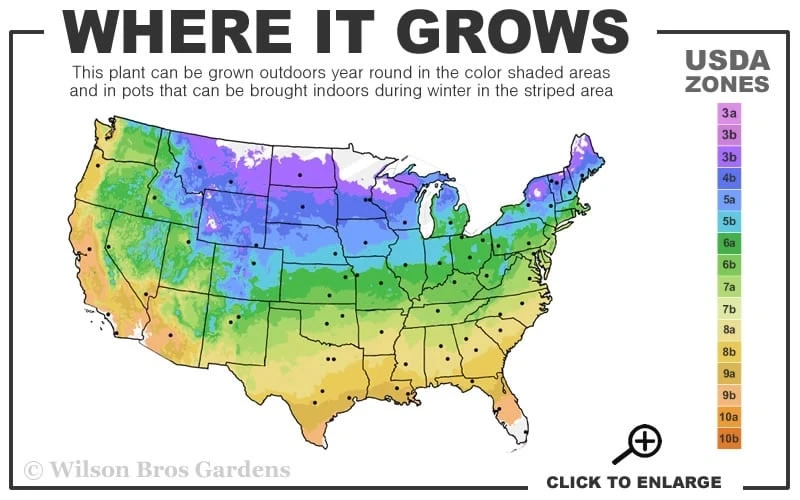 Bumbleberry Pie Dianthus (Carnations) - 1 Gallon Pot 3 Bumbleberry Pie Dianthus (Carnations) - 1 Gallon Pot - Image 3