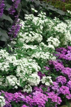 EnduraScape White Verbena - 5 Pack Of Pint Pots -Cheap US Topiary Plant Store verbena endurascape white 1