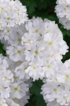 EnduraScape White Verbena - 5 Pack Of Pint Pots -Cheap US Topiary Plant Store verbena endurascape white 2