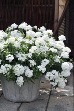 EnduraScape White Verbena - 5 Pack Of Pint Pots