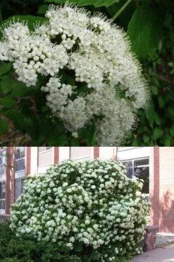 Arrowwood Viburnum - 1 Gallon Pot -Cheap US Topiary Plant Store viburnum dentatum arrowwood 3