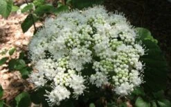 Arrowwood Viburnum - 1 Gallon Pot -Cheap US Topiary Plant Store viburnum dentatum arrowwood 5