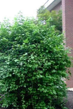 Arrowwood Viburnum - 1 Gallon Pot -Cheap US Topiary Plant Store viburnum dentatum arrowwood 7