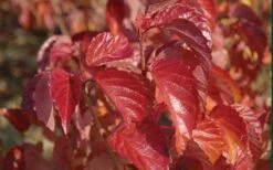 Arrowwood Viburnum - 1 Gallon Pot -Cheap US Topiary Plant Store viburnum dentatum arrowwood 9