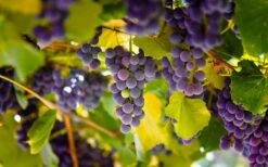 Catawba Grape Vine - 1 Gallon Pot -Cheap US Topiary Plant Store vitis catawba grape vine 3