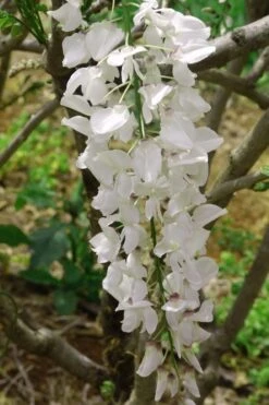 White Wisteria Vine (Wisteria Sinensis 'Alba') - 3 Gallon Pot -Cheap US Topiary Plant Store wisteria sinensis alba white wisteria 2