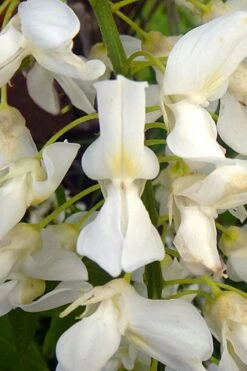 White Wisteria Vine (Wisteria Sinensis 'Alba') - 3 Gallon Pot -Cheap US Topiary Plant Store wisteria sinensis alba white wisteria 3
