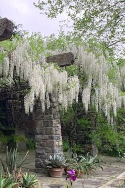 White Wisteria Vine (Wisteria Sinensis 'Alba') - 3 Gallon Pot -Cheap US Topiary Plant Store wisteria sinensis alba white wisteria 7