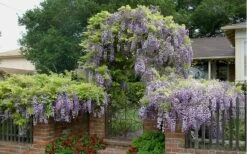 Blue Chinese Wisteria Vine (Wisteria Sinensis) - 3 Gallon Pot -Cheap US Topiary Plant Store wisteria sinensis chinese blue 2