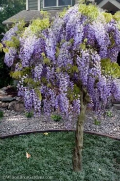 Blue Chinese Wisteria Vine (Wisteria Sinensis) - 3 Gallon Pot -Cheap US Topiary Plant Store wisteria sinensis chinese blue 8