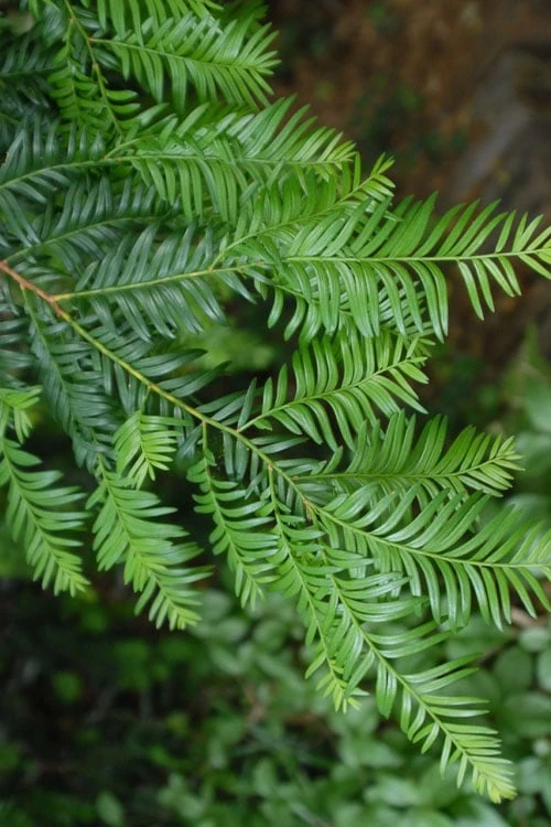 Cheap US Topiary Plant Store -Cheap US Topiary Plant Store 4